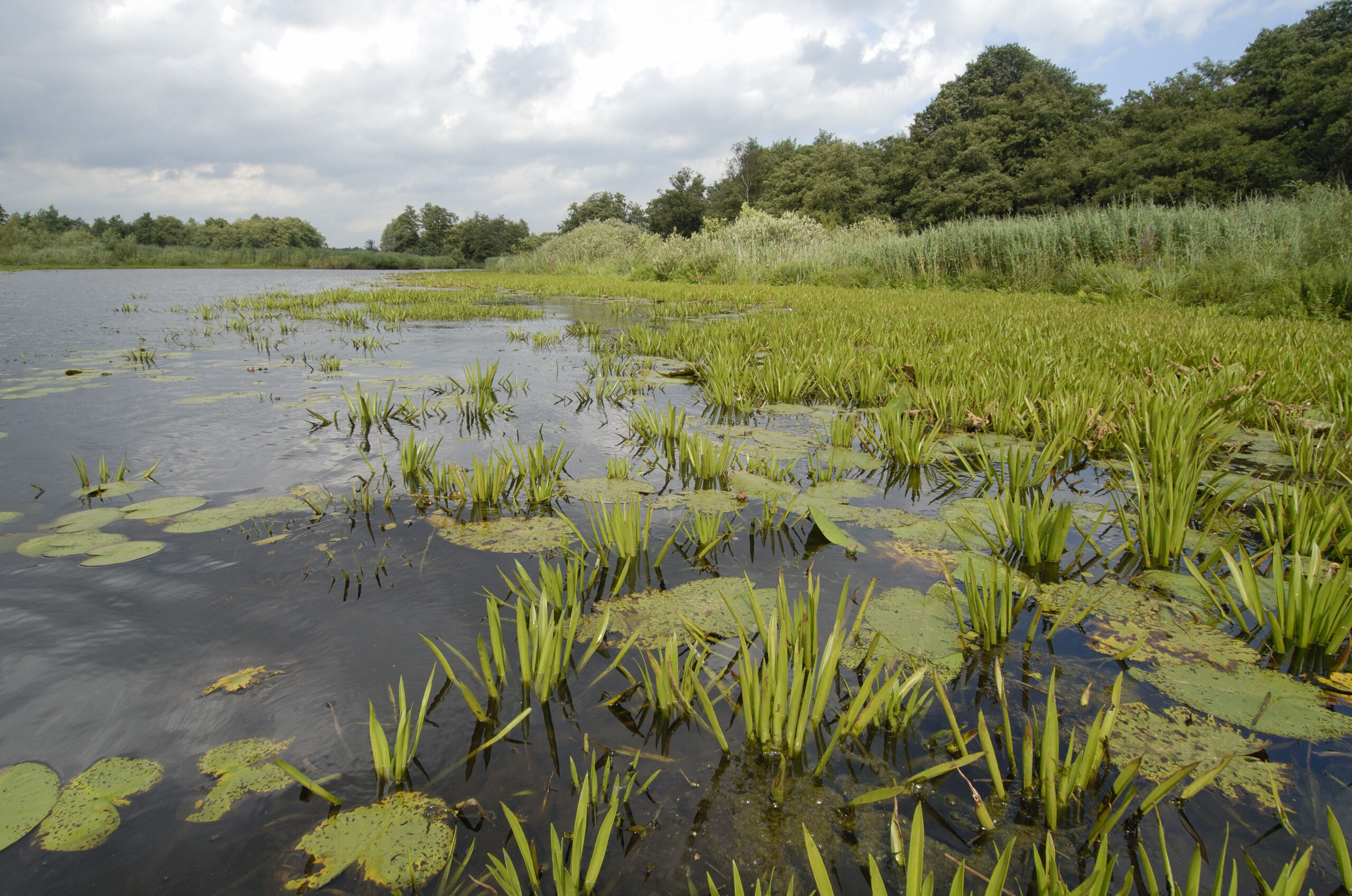aug – 2008 – Ronald Messemaker – Nationaal Park Weerribben-Wieden