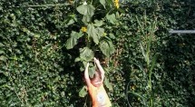 Kristel Boeve met haar zonnebloem van 2.85 meter